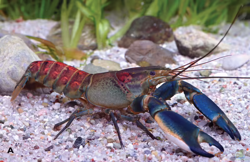 Cherax warsamsonicus im Aquarium halten (Einrichtungsbeispiele für Warsamsonkrebs)