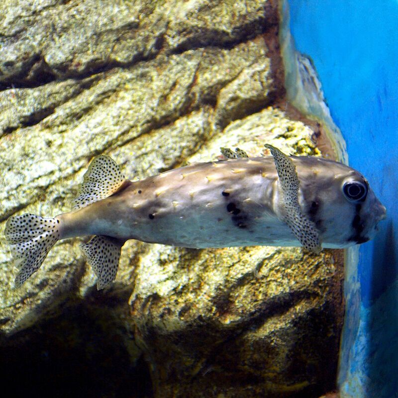 Chilomycterus reticulatus im Aquarium halten (Einrichtungsbeispiele für Netz-Kugelfisch)
