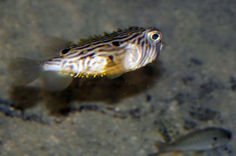 Chilomycterus schoepfii im Aquarium halten (Einrichtungsbeispiele für Dornen-Kugelfisch)
