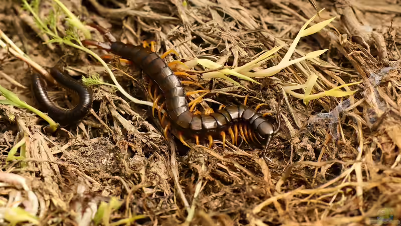 Chilopoda im Garten halten (Einrichtungsbeispiele mit Hundertfüßer)
