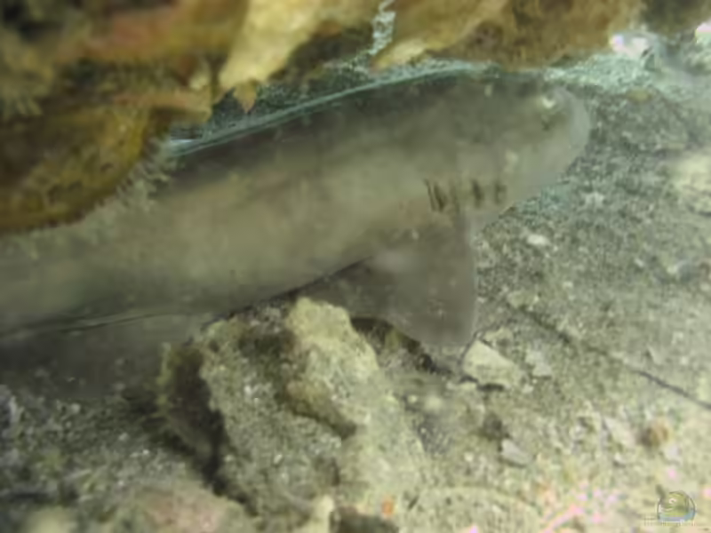 Chiloscyllium griseum im Aquarium halten (Einrichtungsbeispiele für Grauer Bambushai)