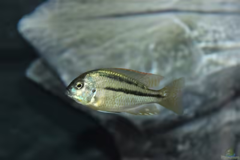 Chilotilapia: großwüchsige Malawi-Buntbarsche mit besonderer Ernährungsweise (Einrichtungsbeispiele mit Chilotilapia-Arten)