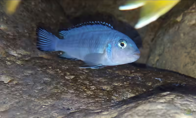 Chindongo: farbenstarke Mbuna aus dem Malawisee (Einrichtungsbeispiele mit Chindongo-Arten)