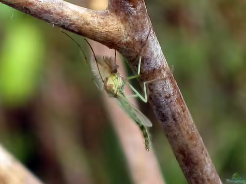 Chironomidae im Gartenteich (Einrichtungsbeispiele mit Zuckmücken)