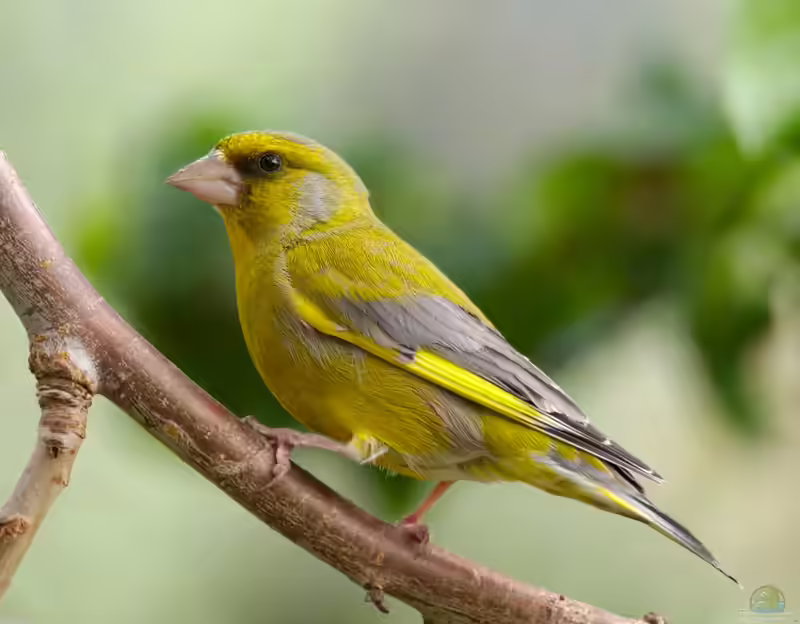 Chloris chloris im Aquarium halten (Einrichtungsbeispiele mit Grünfink)