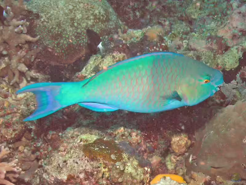 Chlorurus troschelii im Aquarium halten (Einrichtungsbeispiele für Troschels Papageifisch)