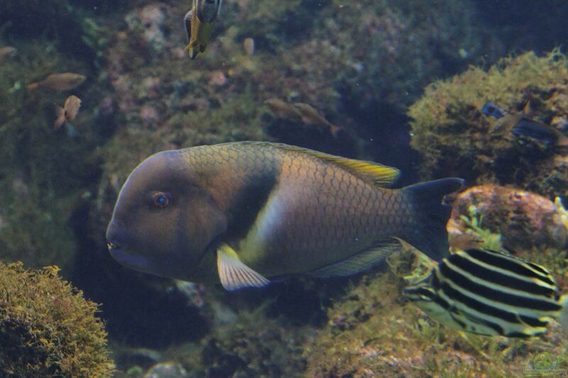 Choerodon azurio im Aquarium halten (Einrichtungsbeispiele für Azur-Zahnlippfisch)