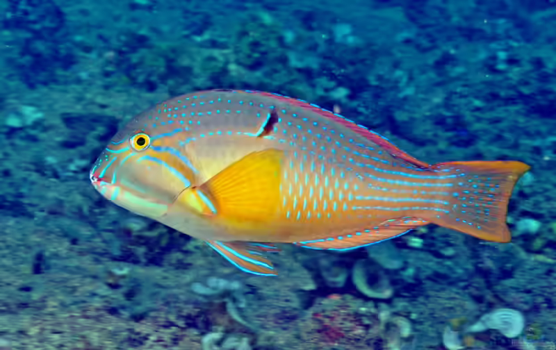 Choerodon cauteroma im Aquarium halten (Einrichtungsbeispiele für Blaupunkt-Zahnlippfisch)