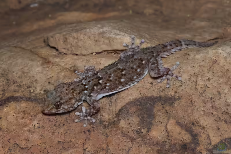 Chondrodactylus bibronii im Terrarium halten (Einrichtungsbeispiele für Bibron-Gekko)