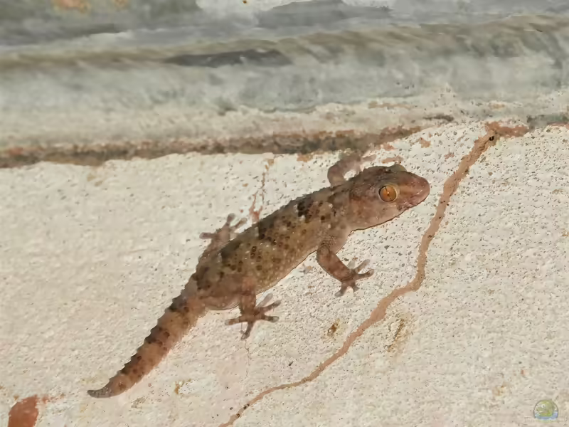 Fischers Dickfingergecko: Chondrodactylus laevigatus im Terrarium halten (Einrichtungsbeispiele mit Chondrodactylus laevigatus)