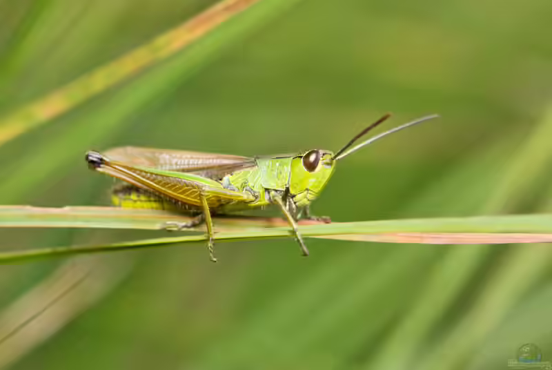 Chorthippus parallelus im Garten (Einrichtungsbeispiele mit Gemeiner Grashüpfer)