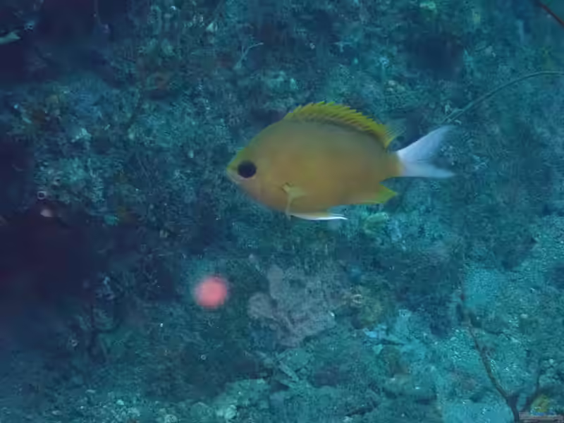 Chromis albicauda im Aquarium halten (Einrichtungsbeispiele mit Weißschwanz-Riffbarsch)