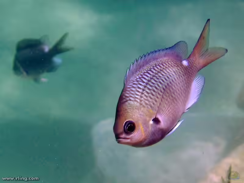 Chromis hypsilepis im Aquarium halten (Einrichtungsbeispiele mit Brauner Riffbarsch)