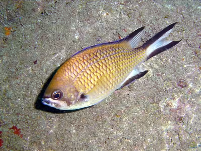 Chromis limbata im Aquarium halten (Einrichtungsbeispiele mit Azoren-Riffbarsch)