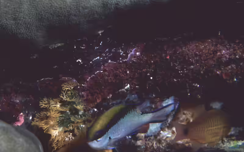 Chromis nitida im Aquarium halten (Einrichtungsbeispiele mit Barrier-Riffbarsch)