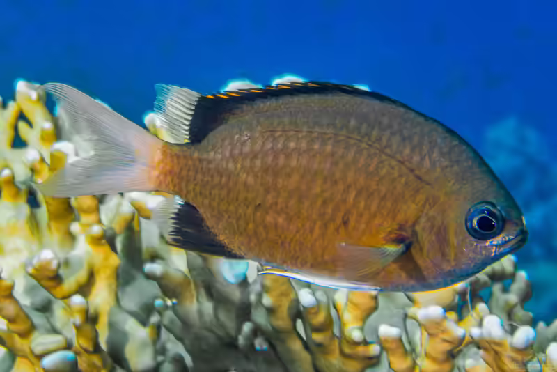 Chromis pembae im Aquarium halten (Einrichtungsbeispiele mit Pemba Riffbarsch)