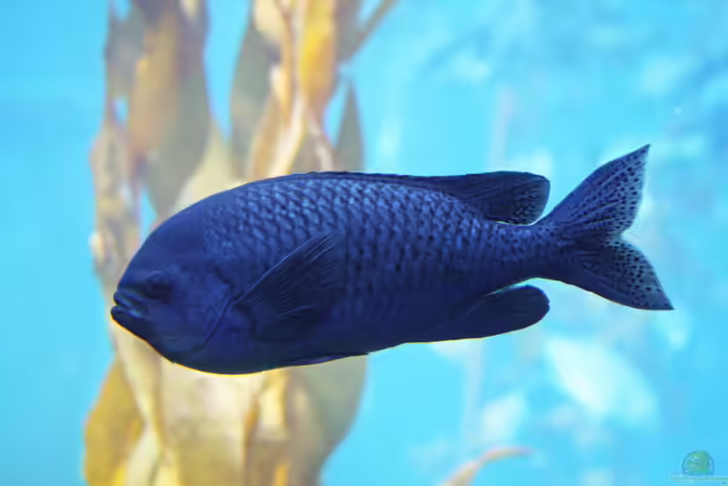 Chromis punctipinnis im Aquarium halten (Einrichtungsbeispiele mit Hufschmied Riffbarsch)