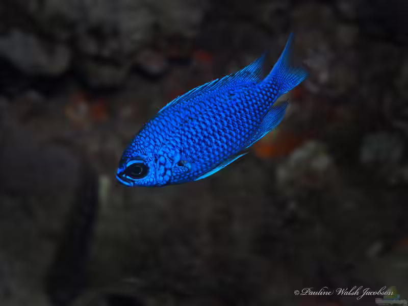 Chromis scotti im Aquarium halten (Einrichtungsbeispiele mit Scotts Schwalbenschwänzchen)