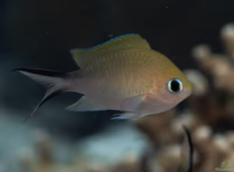 Chromis ternatensis im Aquarium halten (Einrichtungsbeispiele mit Ternate Schwalbenschwänzchen)