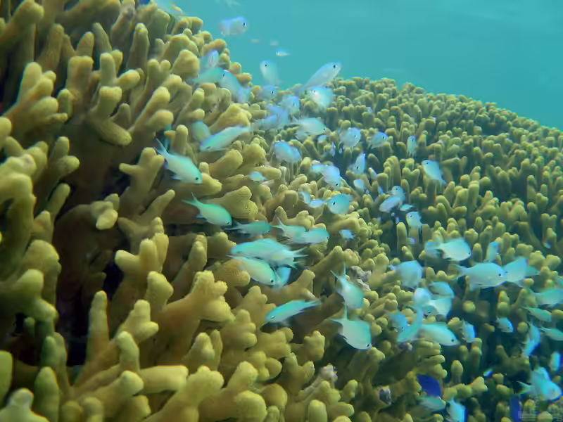 Chromis viridis im Aquarium halten (Einrichtungsbeispiele mit Grünes Schwalbenschwänzchen)