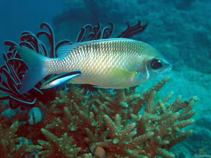 Chromis xanthochira im Aquarium halten (Einrichtungsbeispiele mit Gelbschwanz-Riffbarsch)