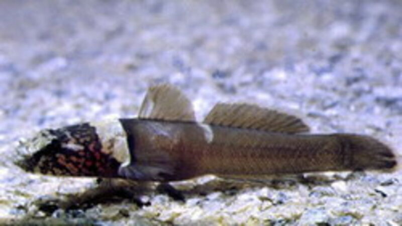 Chromogobius quadrivittatus im Aquarium halten (Einrichtungsbeispiele für Vierstreifengrundel)  - Chromogobius-quadrivittatusaquarium