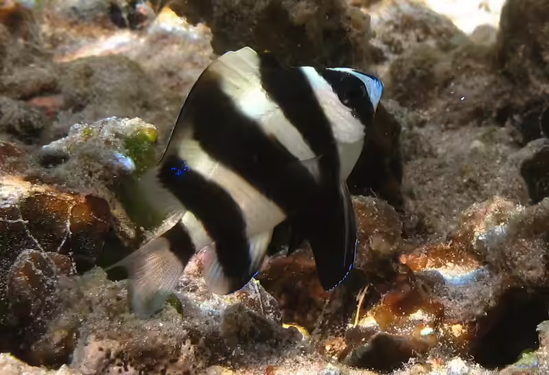 Chrysiptera annulata im Aquarium halten (Einrichtungsbeispiele mit Fußballer Riffbarsch)