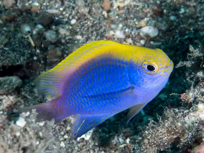 Chrysiptera bleekeri im Aquarium halten (Einrichtungsbeispiele mit Bleekers Riffbarsch)