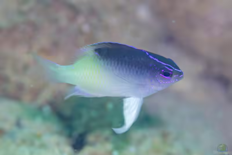 Chrysiptera rollandi im Aquarium halten (Einrichtungsbeispiele mit Rollands Demoiselle)