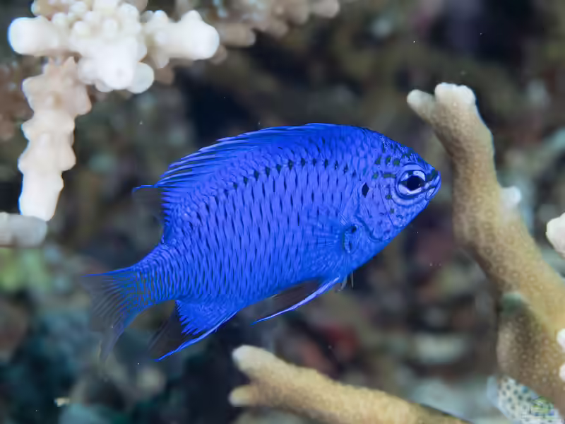 Chrysiptera springeri im Aquarium halten (Einrichtungsbeispiele für Springers Demoiselle)