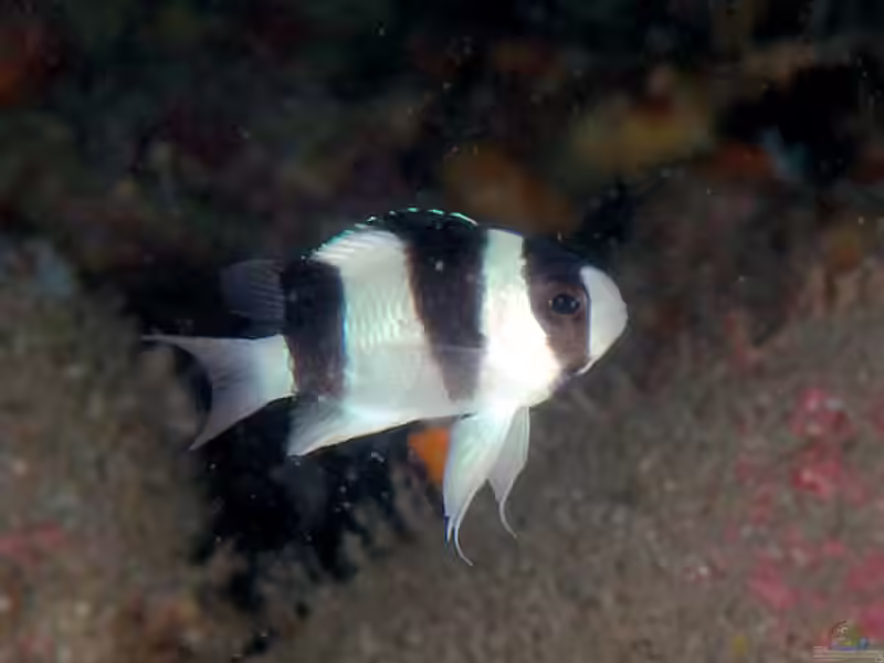 Chrysiptera tricincta im Aquarium halten (Einrichtungsbeispiele mit Dreiband Demoiselle)