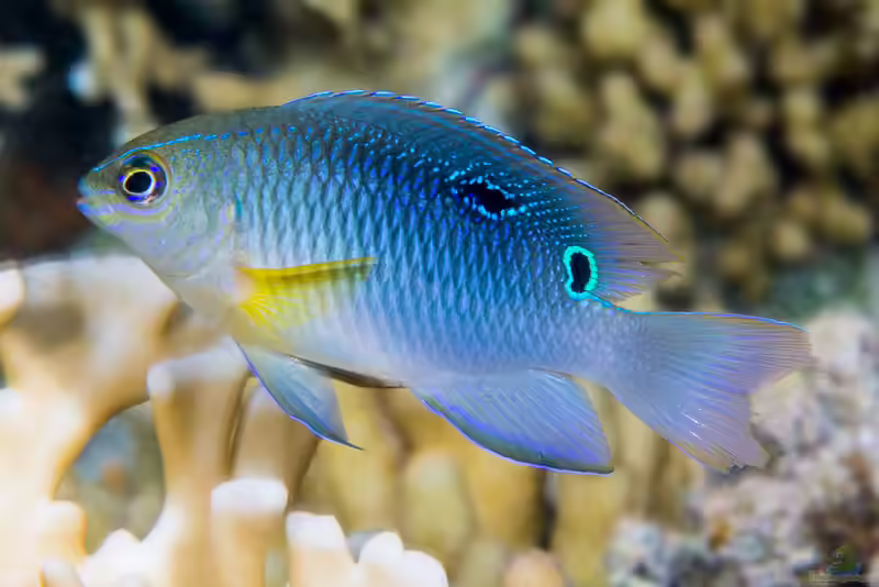 Chrysiptera unimaculata im Aquarium halten (Einrichtungsbeispiele mit Einfleck-Demoiselle)