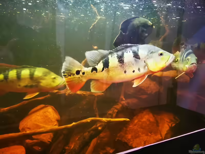 Cichla monoculus im Aquarium halten (Einrichtungsbeispiele mit Kammbuntbarsch)
