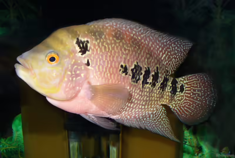 Cichlasoma im Aquarium halten (Einrichtungsbeispiele mit Cichlasoma-Arten)
