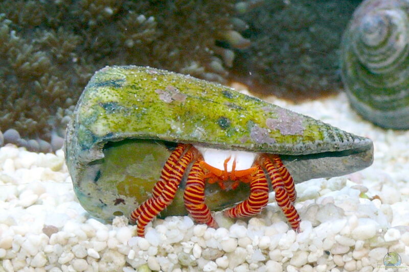 Ciliopagurus strigatus im Aquarium halten (Einrichtungsbeispiele für Ringelsocken-Einsiedlerkrebs)  - Ciliopagurus-strigatusaquarium