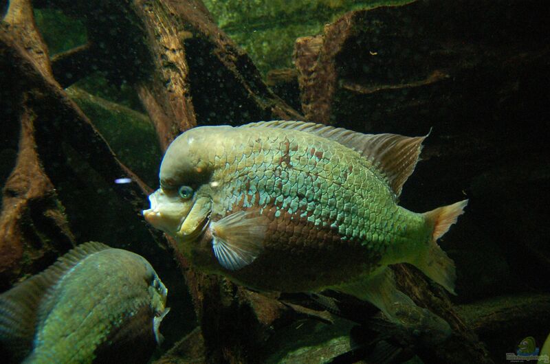 Cincelichthys pearsei im Aquarium halten (Einrichtungsbeispiele für Pantano-Buntbarsch)  - Cincelichthys-pearsei-slnkaquarium