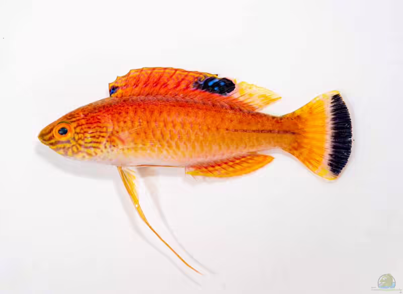 Cirrhilabrus briangreenei im Aquarium halten (Einrichtungsbeispiele für Latigo Zwerglippfisch)