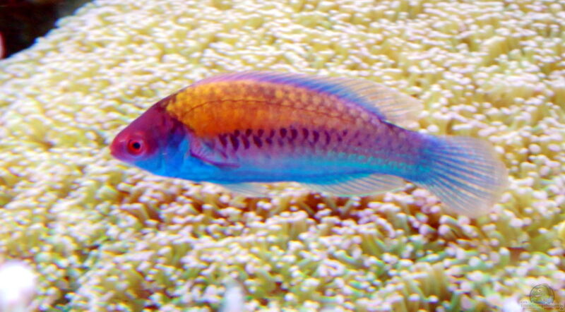 Cirrhilabrus cyanopleura im Aquarium halten (Einrichtungsbeispiele für Blauschuppen-Zwerglippfisch)