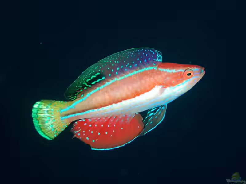 Cirrhilabrus katoi im Aquarium halten (Einrichtungsbeispiele für Katoi-Zwerglippfisch)