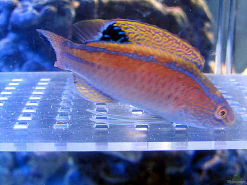 Cirrhilabrus pylei im Aquarium halten (Einrichtungsbeispiele für Blaurand-Feen-Lippfisch)  - Cirrhilabrus-pyleiaquarium