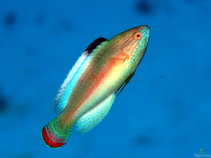 Cirrhilabrus rubrimarginatus im Aquarium halten (Einrichtungsbeispiele für Rotrand-Zwerglippfisch)  - Cirrhilabrus-rubrimarginatusaquarium