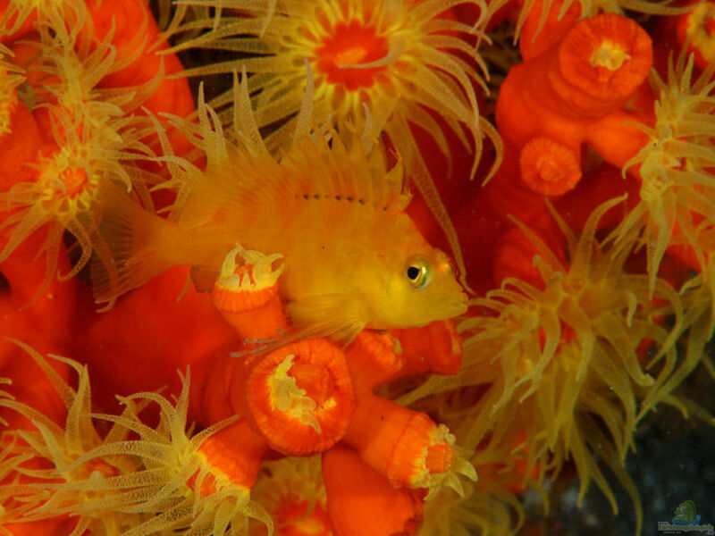 Cirrhitichthys aureus im Aquarium halten (Einrichtungsbeispiele für Gelber Korallenwächter)  - Cirrhitichthys-aureusaquarium