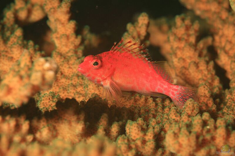 Cirrhitichthys oxycephalus im Aquarium halten (Einrichtungsbeispiele für Gefleckter Korallenwächter)