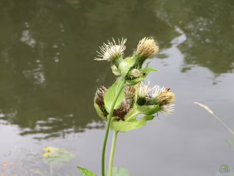 Cirsium oleraceum im Garten pflanzen (Einrichtungsbeispiele mit Kohldistel)