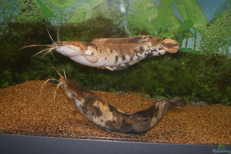 Clarias angolensis im Aquarium halten (Einrichtungsbeispiele für Angolawelse)  - Clarias-angolensisaquarium