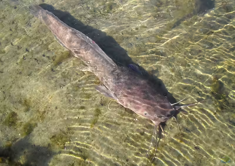Clarias anguillaris im Aquarium halten (Einrichtungsbeispiele für Aalraubwelse)