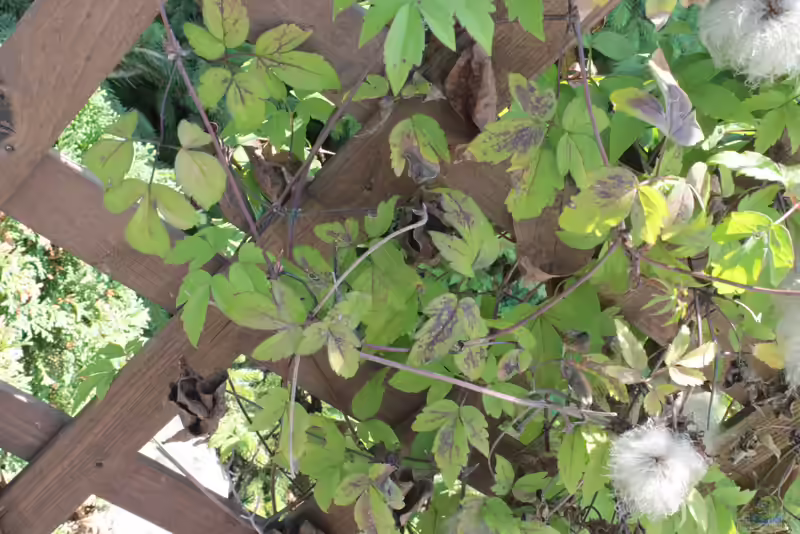 Clematis alpina im Garten pflanzen (Einrichtungsbeispiele mit Alpen-Waldrebe)