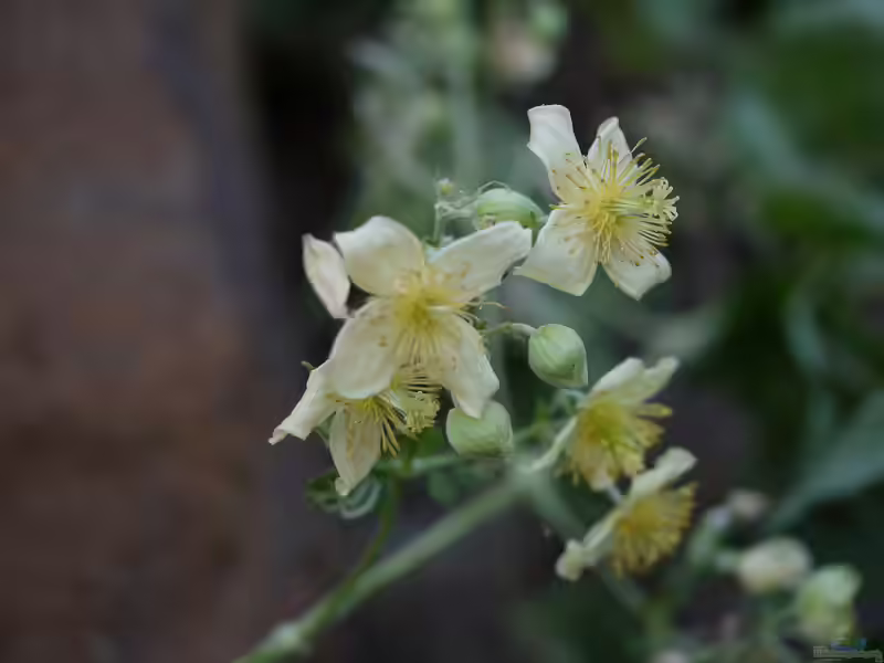 Clematis orientalis im Garten pflanzen (Einrichtungsbeispiele mit Orientalische Waldrebe)