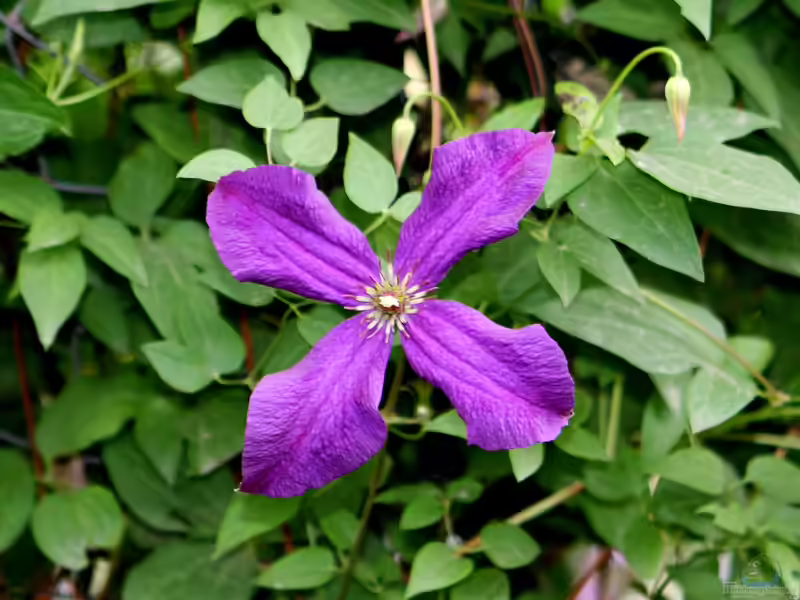 Clematis viticella im Garten pflanzen (Einrichtungsbeispiele mit Italienische Waldrebe)