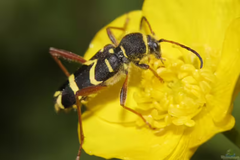 Clytus arietis im Garten (Einrichtungsbeispiele mit Gemeiner Widderbock)